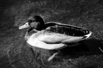 High angle view of mallard duck in lake