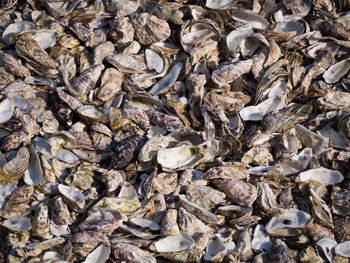 Full frame shot of oyster shells 