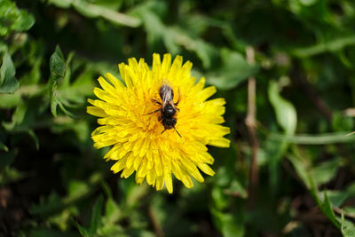 Close-up of bee pollinating on yellow flower