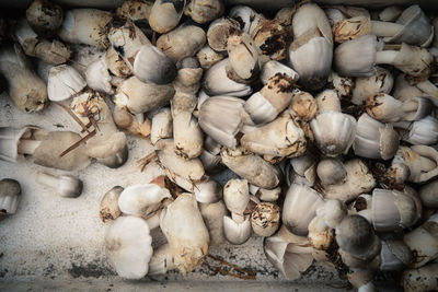 High angle view of crab in market