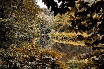 Low angle view of trees during autumn