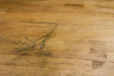 High angle view of leaf on table