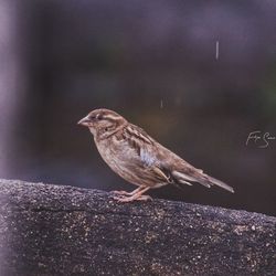 Close-up of bird perching