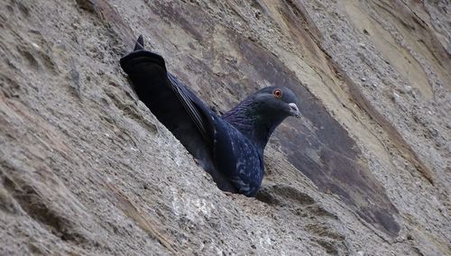 Low angle view of pigeon on rock