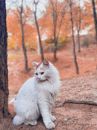 Portrait of cat