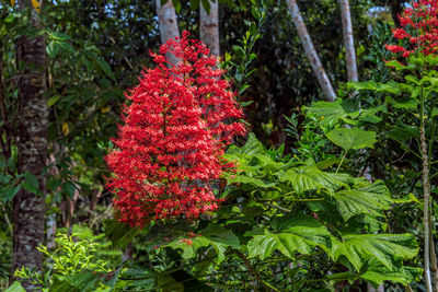 Close-up of red flowers in garden