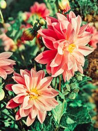 Close-up of pink dahlia flowers