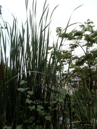 Close-up of plants growing on field against sky