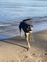 Dog running on beach