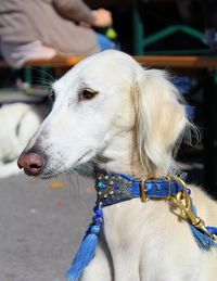 Portrait of a saluka dog