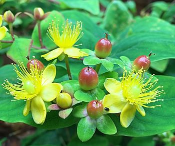 Close-up of flowers