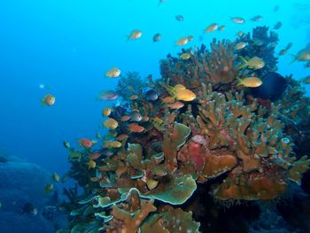 Fish swimming in sea