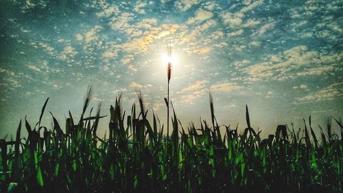 Close-up of plants on field against sky