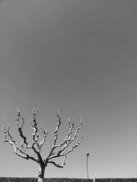 Low angle view of bare trees against sky