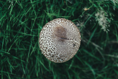 Close-up of grass on field