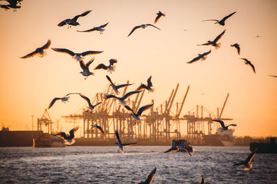 Seagulls flying over sea against sky during sunset