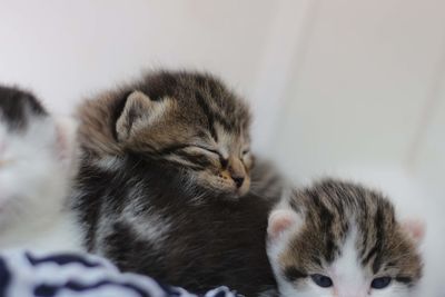 Close-up of a sleeping cat