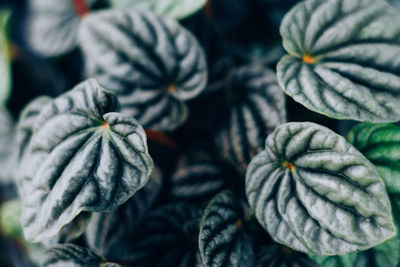 Close-up of fresh green plant