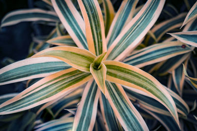 Close-up of plant