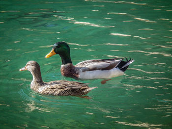 Mallard duck swimming on lake