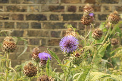 Close-up of thistle blooming outdoors