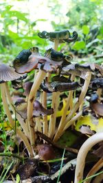 Close-up of mushrooms