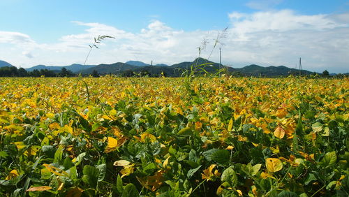 Scenic view of oilseed rape field against sky