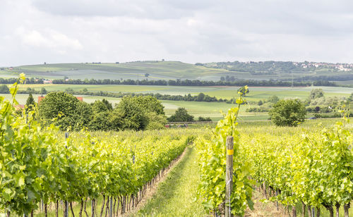 Scenic view of vineyard against sky