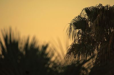 Close-up of palm tree against clear sky