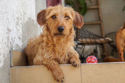 Portrait of dog sitting outdoors