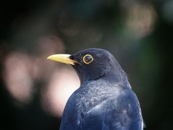 Songbird close-up 