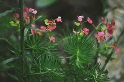 Close-up of pink flowers