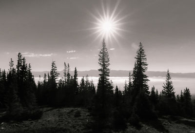 Scenic view of forest against bright sun