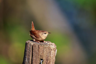 Close-up of sparrow perching on wood