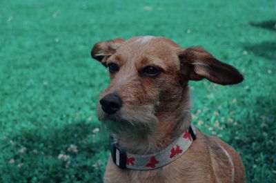 Close-up portrait of a dog on field