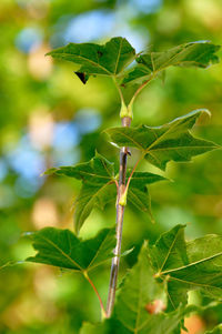 Close-up of insect on plant