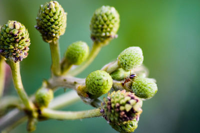 Close-up of fruits on plant