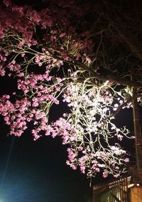 Close-up of flowers blooming on tree at night