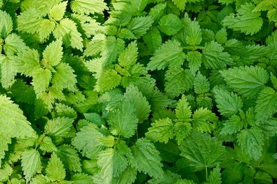 Full frame shot of fresh green plants