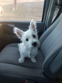 Portrait of dog sitting in car