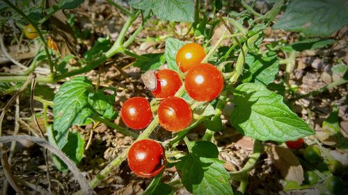 Close-up of cherries on tree