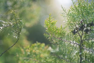 Close-up of plants growing outdoors