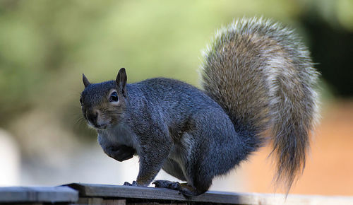 Close-up of squirrel