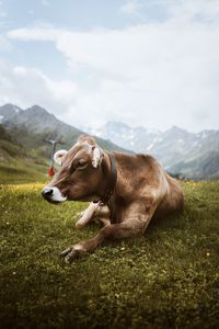 View of a cow on field