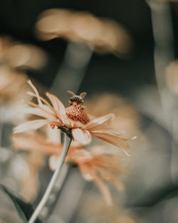 Close-up of wilted flower
