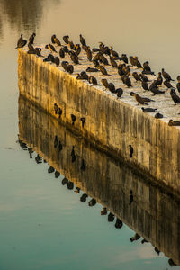 Reflections of great cormorant birds in the lake