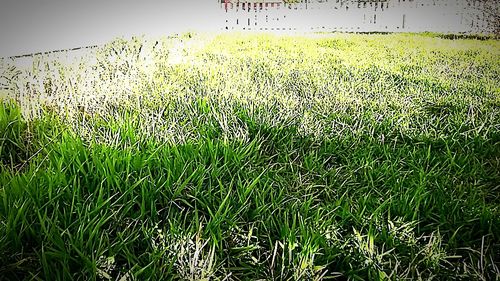 Scenic view of grassy field