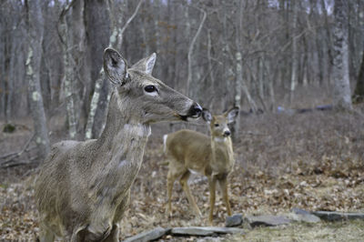 Whitetail deer doe and fawn mother and baby in woods