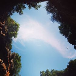 Low angle view of trees against sky