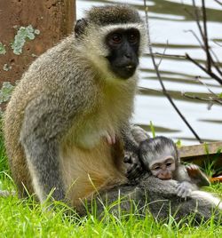 Portrait of monkey sitting on grass